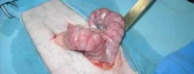 La imagen 13 de la Empresa VETERINARIA TEPEYAC Salud y Medicina en Ciudad De México CMX