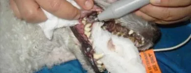 La imagen 17 de la Empresa VETERINARIA TEPEYAC Salud y Medicina en Ciudad De México CMX