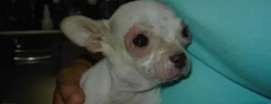 La imagen 20 de la Empresa VETERINARIA TEPEYAC Salud y Medicina en Ciudad De México CMX