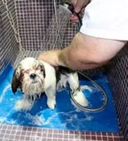 La imagen 2 de la Empresa HOSP VETERINARIO ESTÉTICA CANINA TREVIÑO