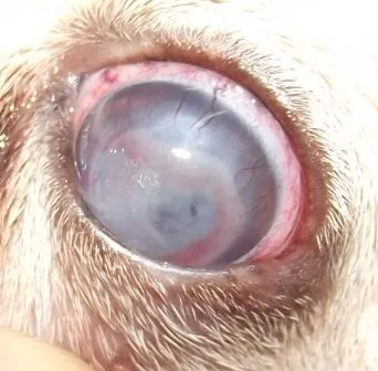 La imagen 12 de la Empresa VETERINARIA TEPEYAC