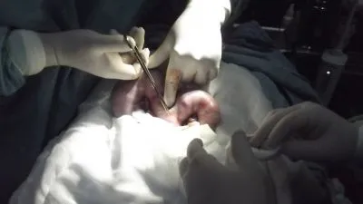 La imagen 21 de la Empresa VETERINARIA TEPEYAC