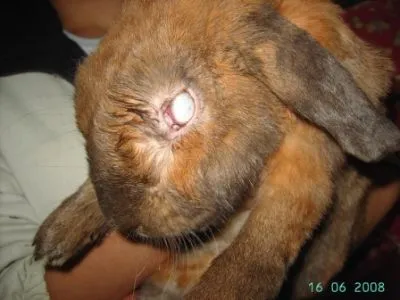 La imagen 5 de la Empresa VETERINARIA TEPEYAC