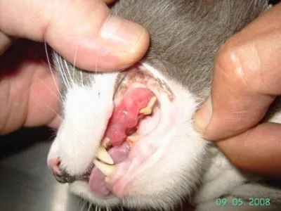 La imagen 9 de la Empresa VETERINARIA TEPEYAC