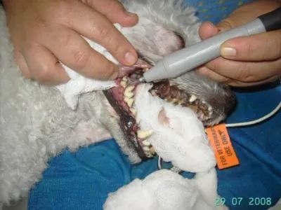 La imagen 17 de la Empresa VETERINARIA TEPEYAC