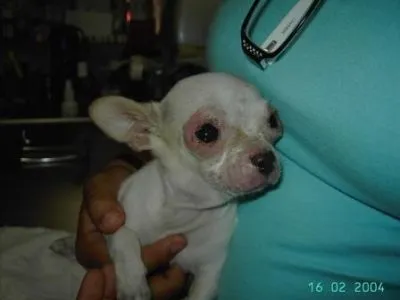 La imagen 20 de la Empresa VETERINARIA TEPEYAC
