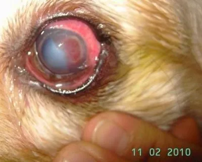 La imagen 4 de la Empresa VETERINARIA TEPEYAC