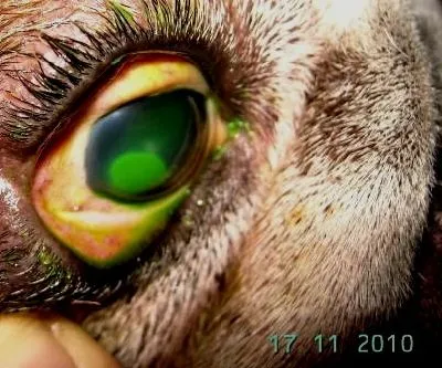La imagen 2 de la Empresa VETERINARIA TEPEYAC
