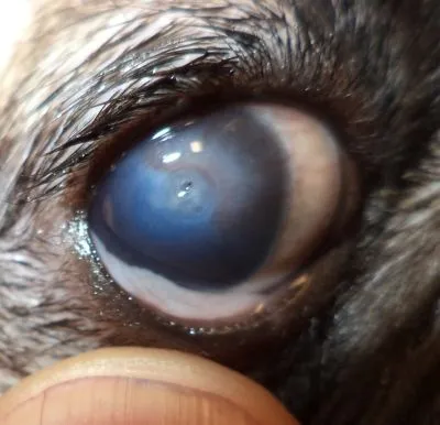 La imagen 15 de la Empresa VETERINARIA TEPEYAC