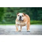 CRIADERO DE BULLDOG INGLES